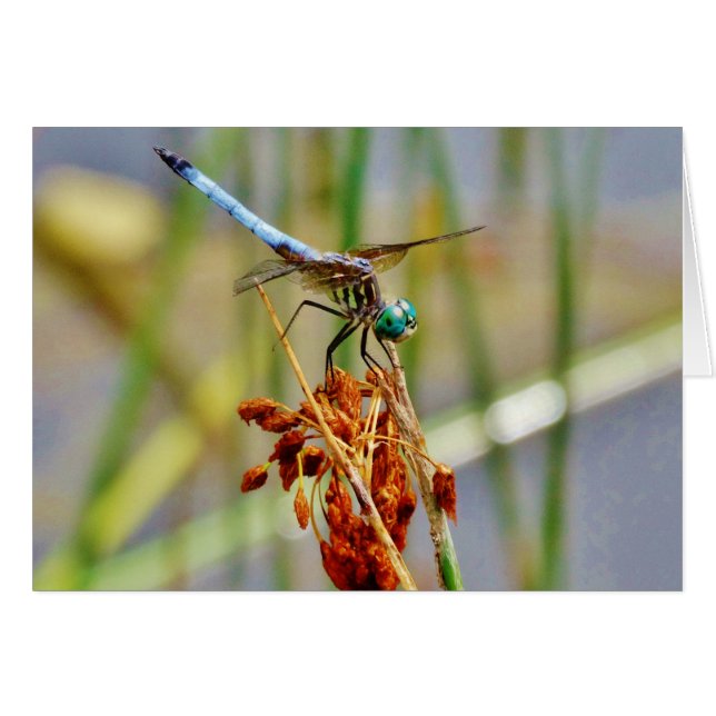 Cartão Erva de areia e Dragonfly (Frente Horizontal)