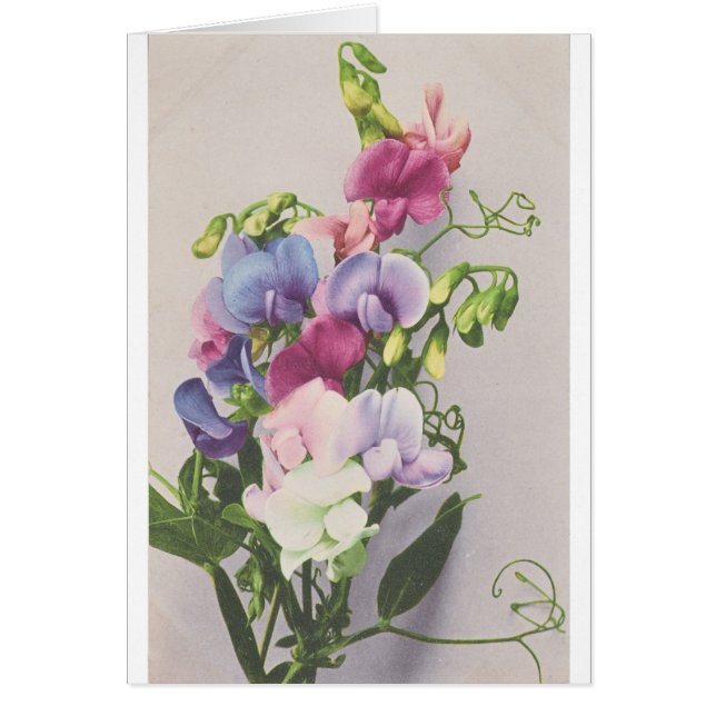 Cartão Ervilha doce 1907 (Frente)