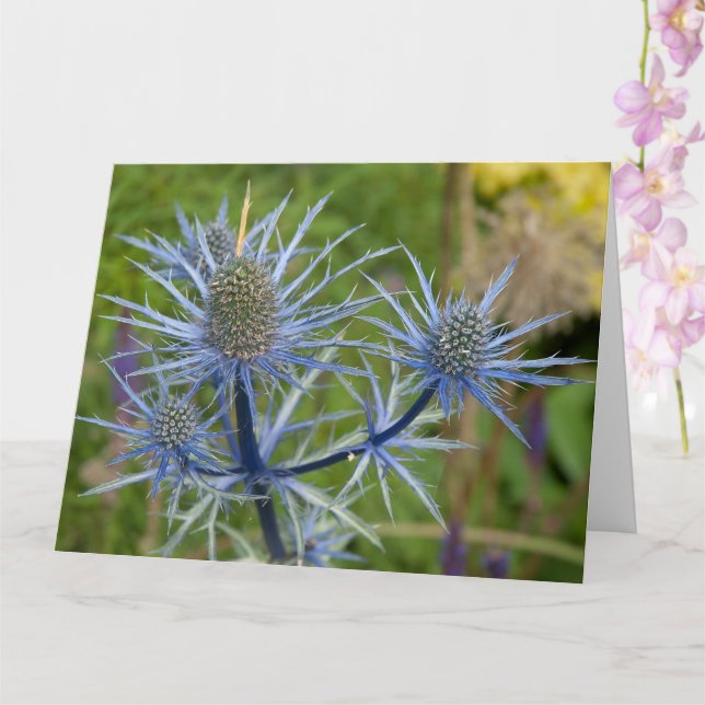 Cartão Eryngium Maritimum, Sea Holly (Orquídea)