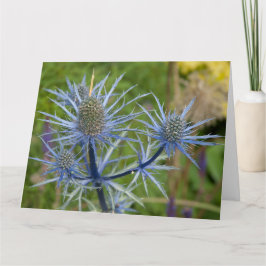 Cartão Eryngium Maritimum, Sea Holly