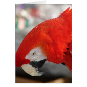 Cartão Escarlate do Macaw