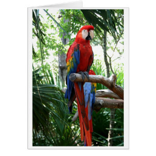 Cartão Escarlate do macaw, design vermelho do photograp