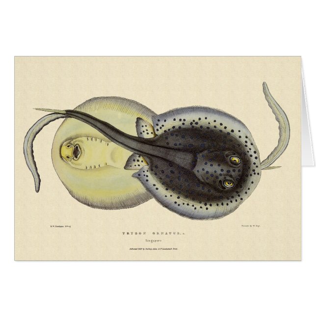 Cartão Escarolas Vintage, Animais Marinhos Do Oceano (Frente Horizontal)