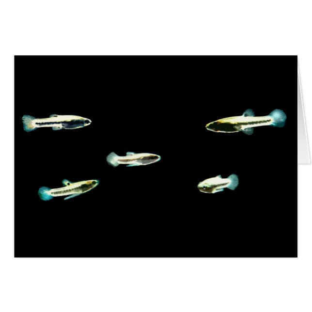 Cartão Escola de Menos Quilíaco (Frente Horizontal)