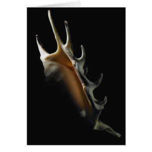 Cartão Escudo do Conch