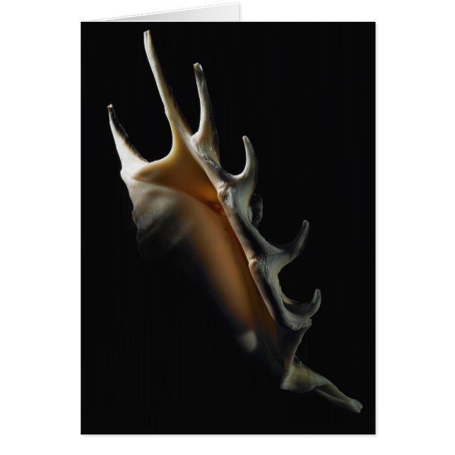 Cartão Escudo do Conch (Frente)