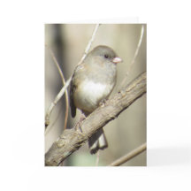 cartão Escuro-eyed do Junco