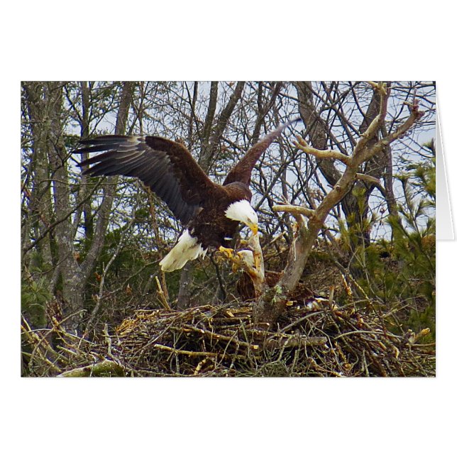 Cartão Espalhar águia (Frente horizontal)