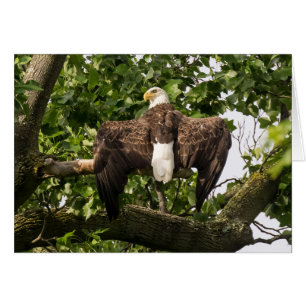Cartão Espalhar águia