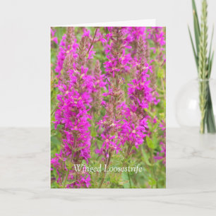 Cartão Espalhar Minhas Asas E Voar: Parabéns