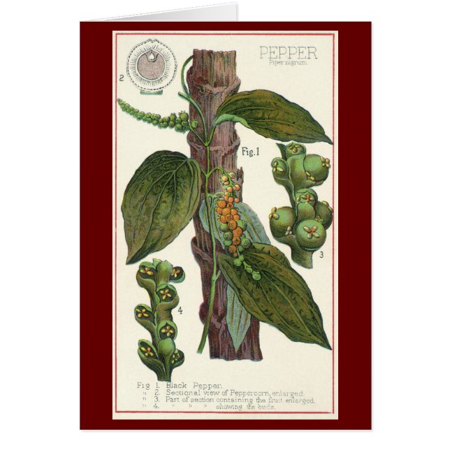 Cartão Especiarias de Comidas de vindima, pimenta preta (Frente)