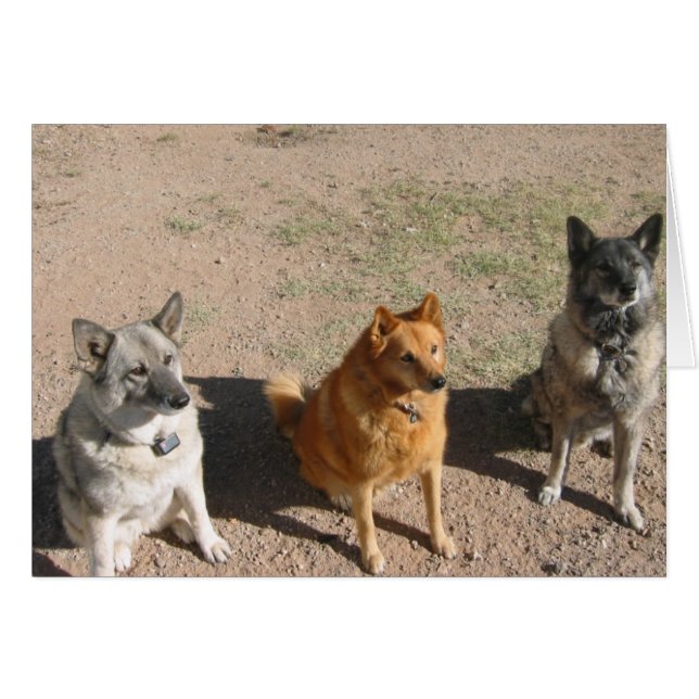 Cartão Esperando por doces (Frente Horizontal)