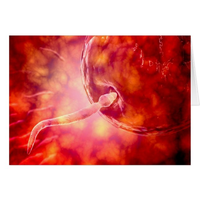 Cartão Esperma Reprodutivo Masculino Que Entra No Ovo (Frente Horizontal)