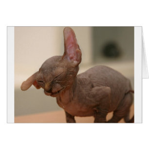 Cartão Espirralho engraçado, gatinho esfinge