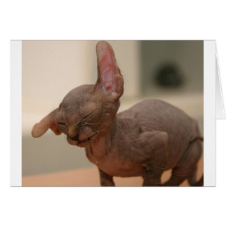 Cartão Espirralho engraçado, gatinho esfinge