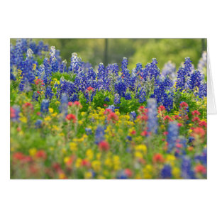 Cartão esplêndido dos Bluebonnets