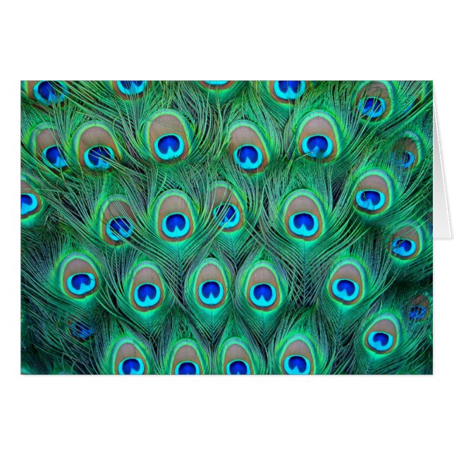 Cartão Esplendor do pavão (Frente Horizontal)