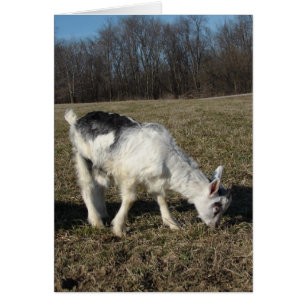 Cartão Espreita O Garoto De Cabra