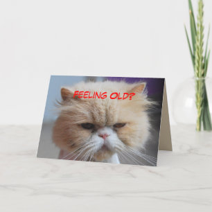 Cartão Esqueça Gato Persa Humor