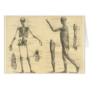 Cartão Esqueleto da anatomia e músculos humanos do corpo