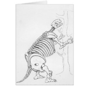Cartão Esqueleto de um Mylodon