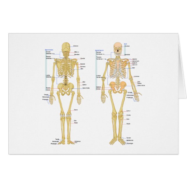 Cartão Esqueleto humano etiquetado carta da anatomia (Frente Horizontal)