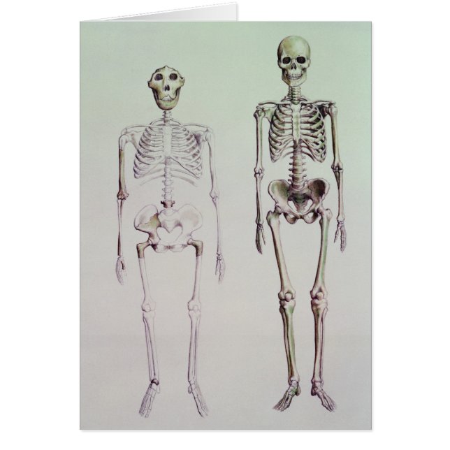 Cartão Esqueletos do Australopithecus Boisei (Frente)