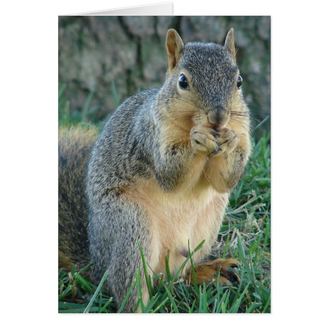 Cartão Esquilo Adorável (Frente)