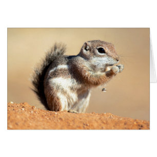 Cartão esquilo-antílope de Harris (Ammospermophilus)