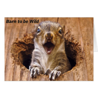 Cartão Esquilo Chocado