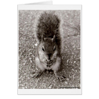 Cartão Esquilo com Nut