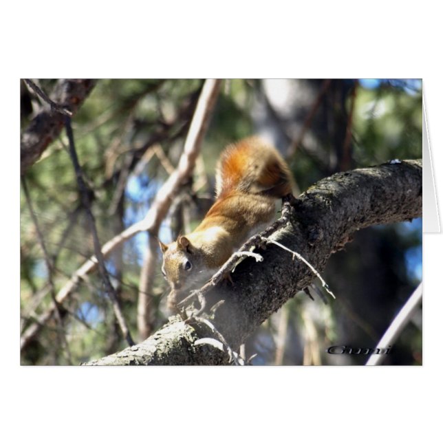 Cartão Esquilo Curioso (Frente horizontal)