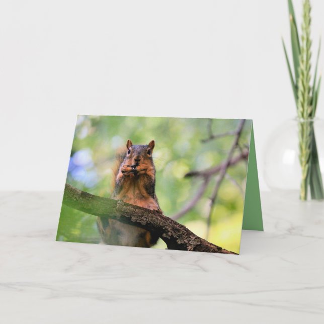 Cartão Esquilo de Harmonia (Frente)