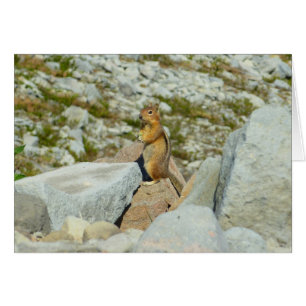 Cartão Esquilo de terra com ouro no Monte Rainier