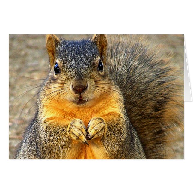 Cartão Esquilo do Amor_ (Frente Horizontal)