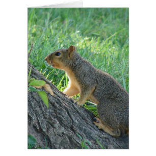 Cartão Esquilo na árvore