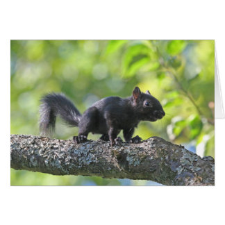 Cartão Esquilo preto do bebê