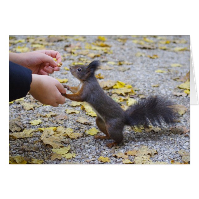 Cartão Esquilo Vermelho (Frente Horizontal)