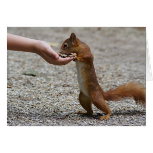 Cartão Esquilo-vermelho-eurasiático