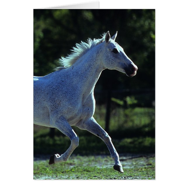 Cartão Estalhão rebelde (Frente)