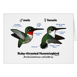 Cartão Estatísticas do Hummingbird com garganta de rubi