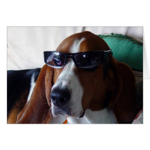 Cartão Este cão de caça é um kool kat