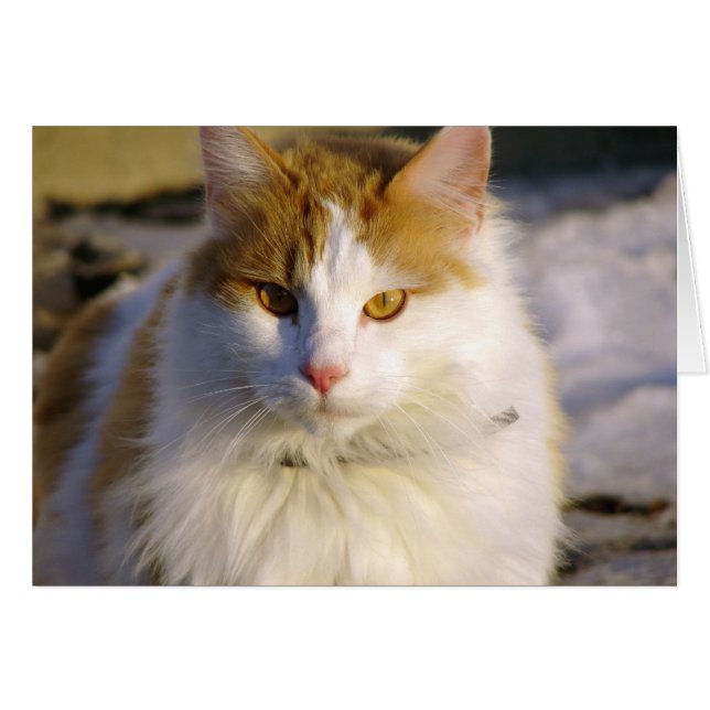 Cartão Estilo (Frente Horizontal)