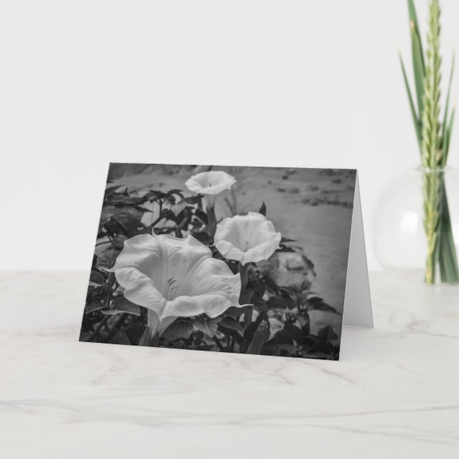 Cartão Estramónio sagrado (Frente)