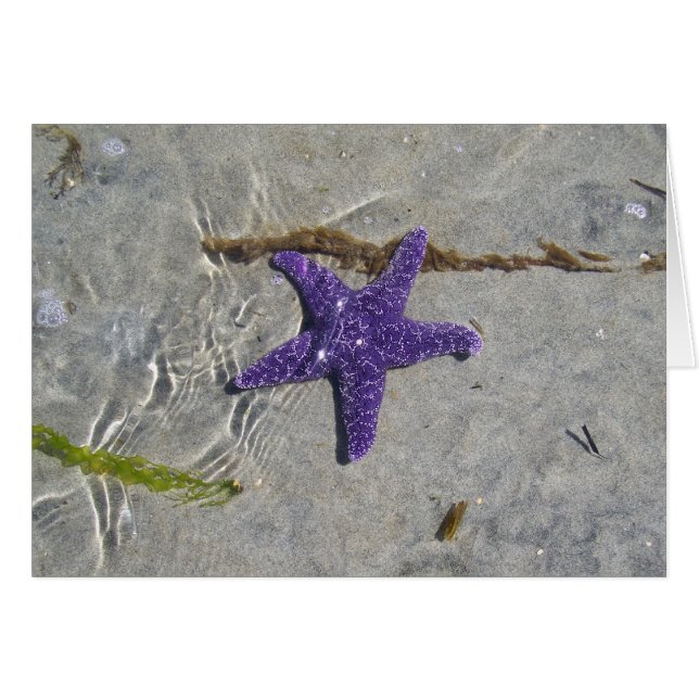 Cartão Estrela do mar (Frente Horizontal)