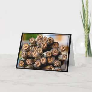 Cartão Estrelas ao longo das árvores de madeira de algodã