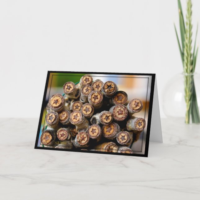 Cartão Estrelas ao longo das árvores de madeira de algodã (Frente)