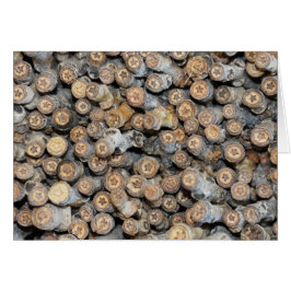 Cartão Estrelas ao longo do Rio Grande Cotton Wood Trees 