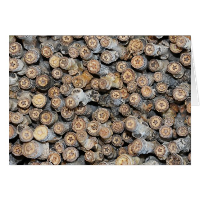 Cartão Estrelas ao longo do Rio Grande Cotton Wood Trees  (Frente Horizontal)