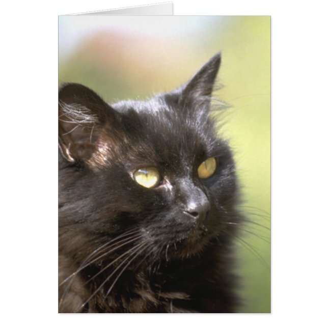 Cartão Estudo da cabeça do gato preto (Frente)